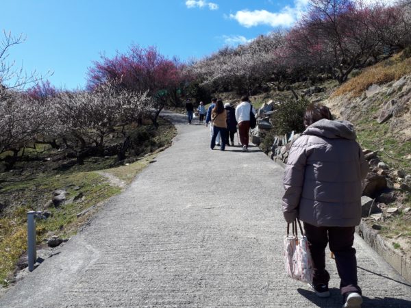 梅の花と海を見に。久しぶりの3人でドライブ。たつの市三津　綾部山梅林　世界の梅公園