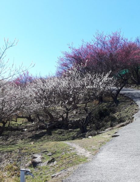 梅の花と海を見に。久しぶりの3人でドライブ。たつの市三津　綾部山梅林　世界の梅公園