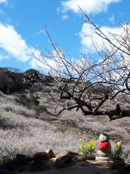 梅の花と海を見に。久しぶりの3人でドライブ。たつの市三津　綾部山梅林　世界の梅公園