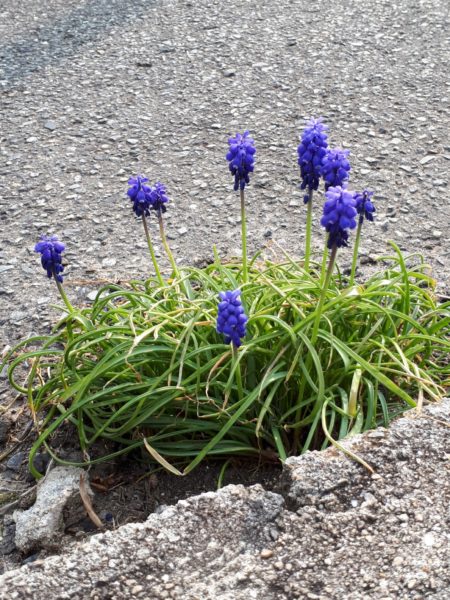 ムスカリ　春　花　ひとりばえ