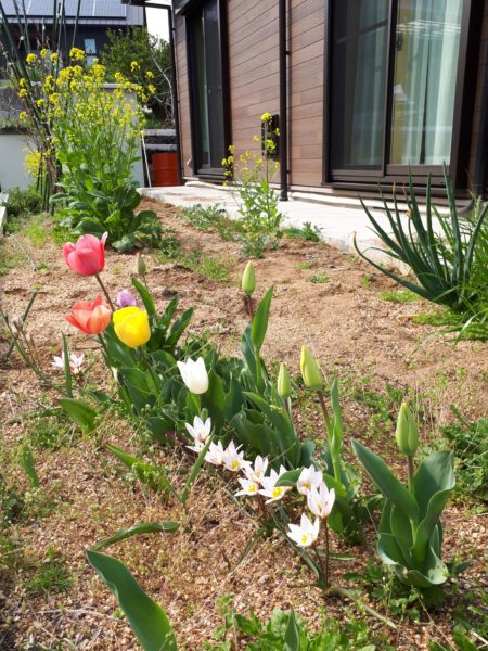 チューリップ　変わり種　春