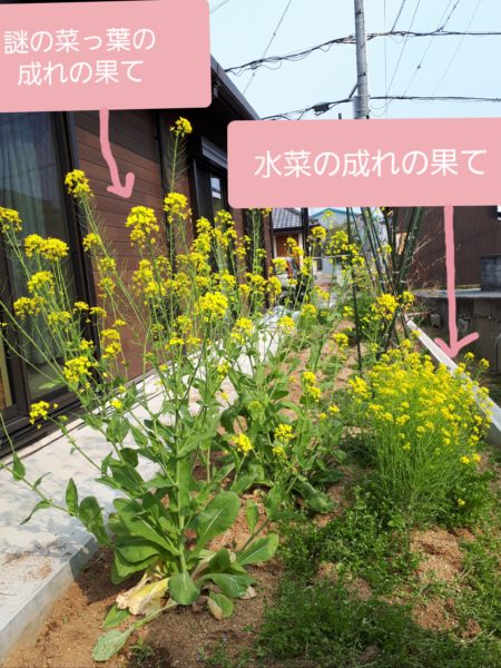 水菜　菜の花　春　家庭菜園