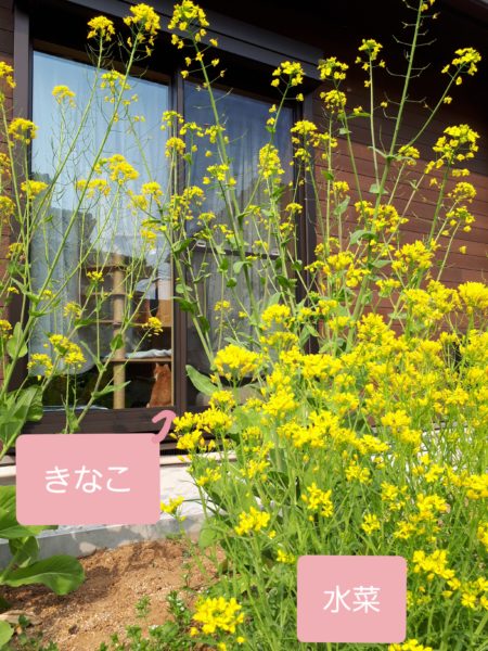 菜の花　水菜　謎の菜っ葉　猫