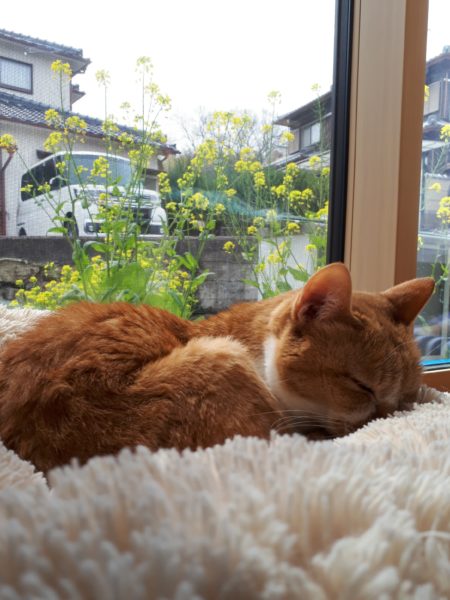黄色猫きなこ　菜の花　昼寝　春