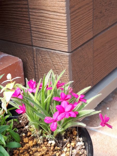 アッツ桜　春　花