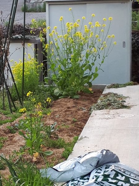 菜の花　家庭菜園