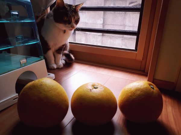 文旦　美味しい　歯ごたえ　酸味　フルーツ　おつまみ