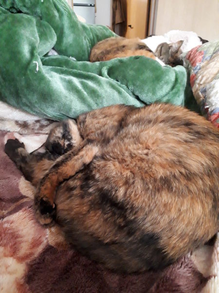 サビ猫　賢い　可愛い　しめじ