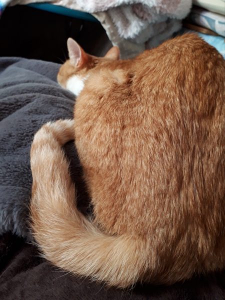 猫のいる暮らし　黄色猫　昼寝