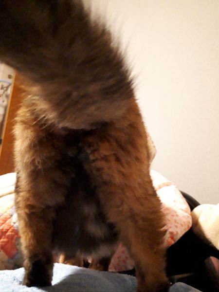 ハッピーバースデー旦那2026
アイスボックスクッキー　サビ猫　お尻　オシアナ　肉球　くま　シロクマ