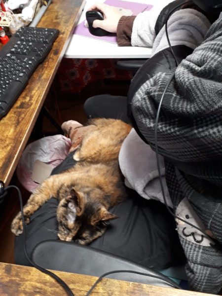 猫と一時も離れたくない？ポケット付エプロン買ってみた