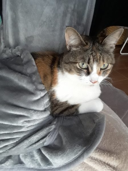 猫と一時も離れたくない？ポケット付エプロン買ってみた