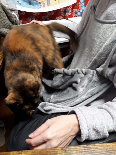 猫と一時も離れたくない？ポケット付エプロン買ってみた