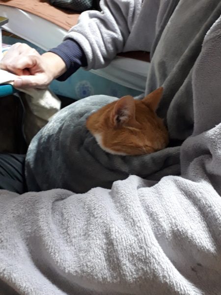 猫と一時も離れたくない？ポケット付エプロン買ってみた