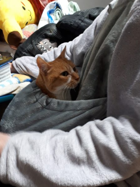 猫と一時も離れたくない？ポケット付エプロン買ってみた