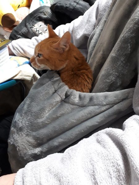 猫と一時も離れたくない？ポケット付エプロン買ってみた