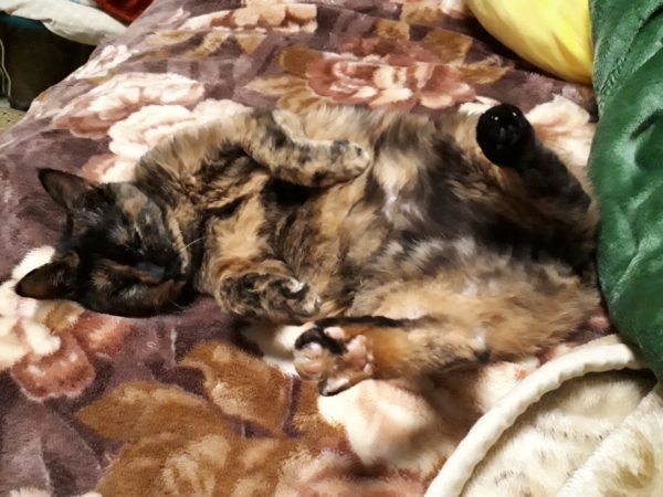 猫と一時も離れたくない？ポケット付エプロン買ってみた