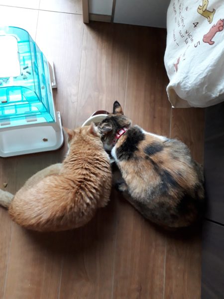 猫と一時も離れたくない？ポケット付エプロン買ってみた