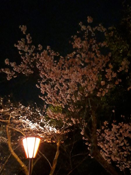 今年のお花見と、Googleフォトの水彩画風変換にハマる。