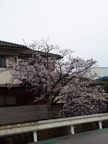 今年のお花見と、Googleフォトの水彩画風変換にハマる。