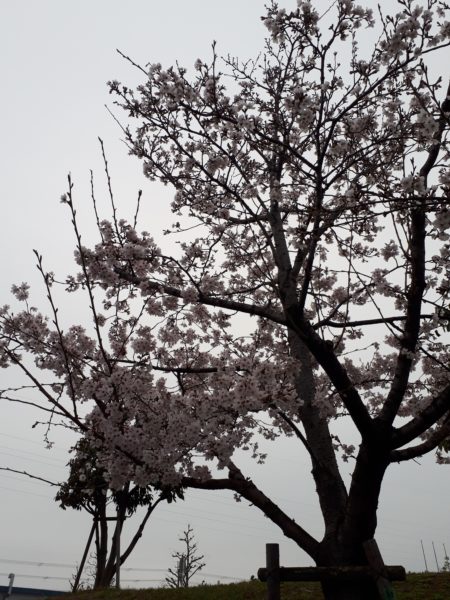 今年のお花見と、Googleフォトの水彩画風変換にハマる。