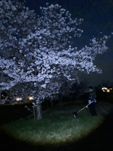 今年のお花見と、Googleフォトの水彩画風変換にハマる。