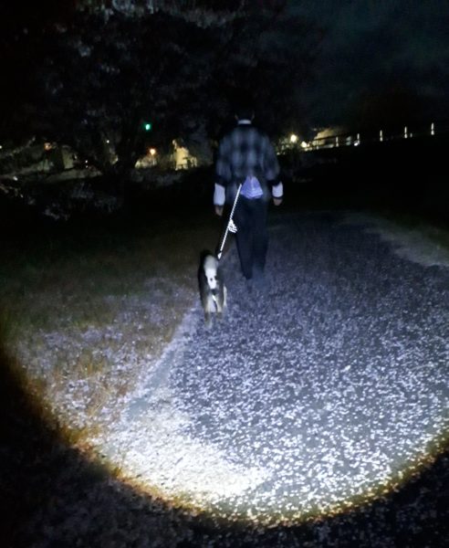 今年のお花見と、Googleフォトの水彩画風変換にハマる。