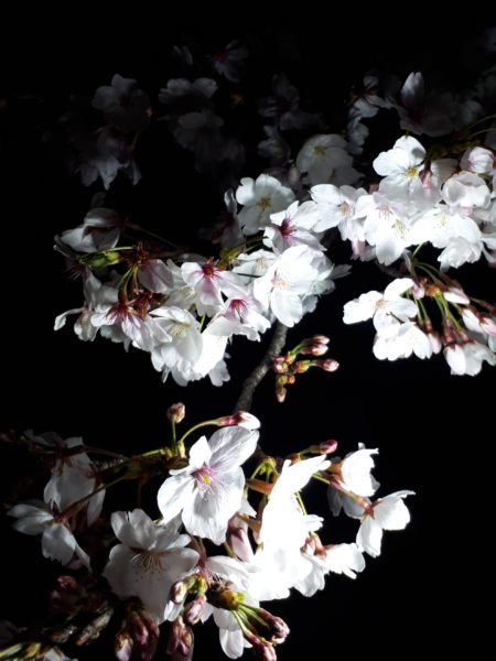 今年のお花見と、Googleフォトの水彩画風変換にハマる。リミックス