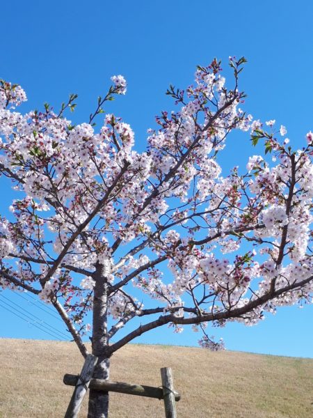 今年のお花見と、Googleフォトの水彩画風変換にハマる。