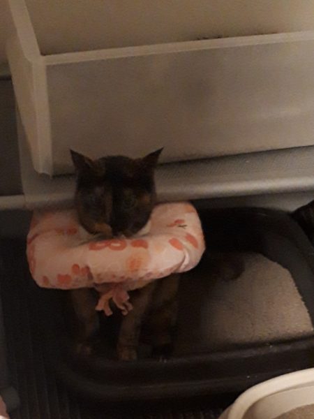 今年のお花見と、Googleフォトの水彩画風変換にハマる。リミックス