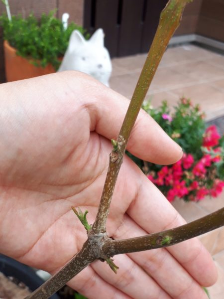 今年のお花見と、Googleフォトの水彩画風変換にハマる。リミックス